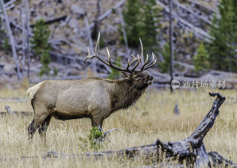 雄性落基山麋鹿(Cervus canadensis nelsoni)是在落基山和黄石国家公园发现的麋鹿的一个亚种。在有鹿角的秋天和发情期。